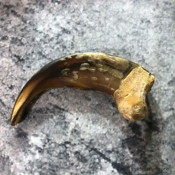 Grizzly Bear Claw Taxidermy For Sale