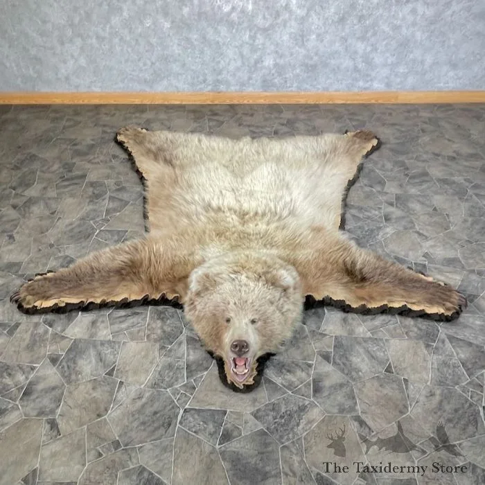 Grizzly Bear Full Size Taxidermy Rug Mount For Sale