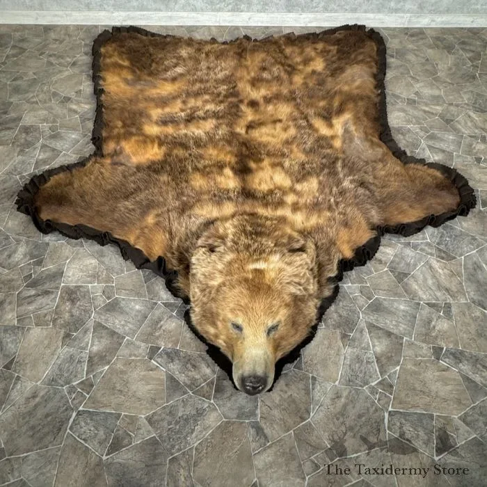 Grizzly Bear Full Size Taxidermy Rug Mount For Sale