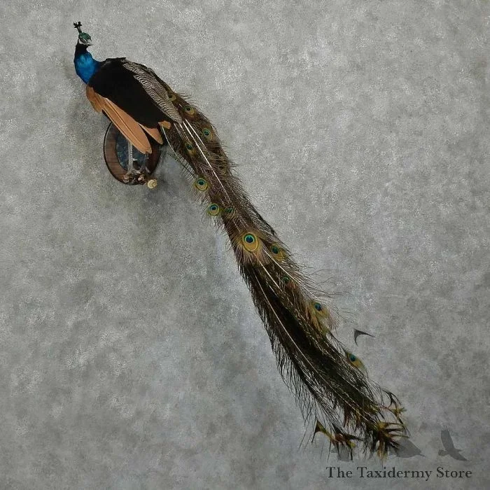 Indian Peacock Taxidermy Bird Mount For Sale