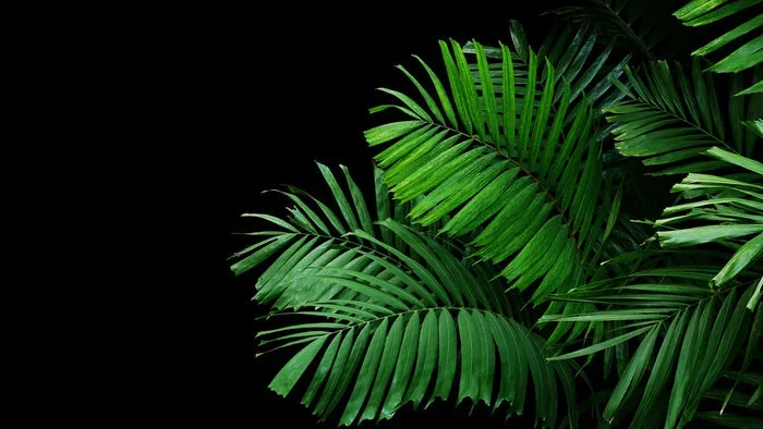 Leaves