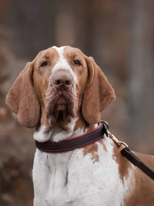 Lords and Labradors Brown Red Italian Leather Dog Lead