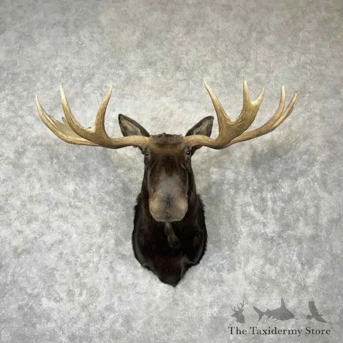 Maine Moose Head Taxidermy Shoulder Mount For Sale