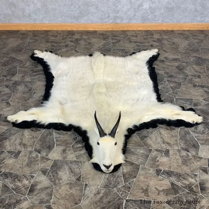Mountain Goat Full Size Taxidermy Rug Mount For Sale