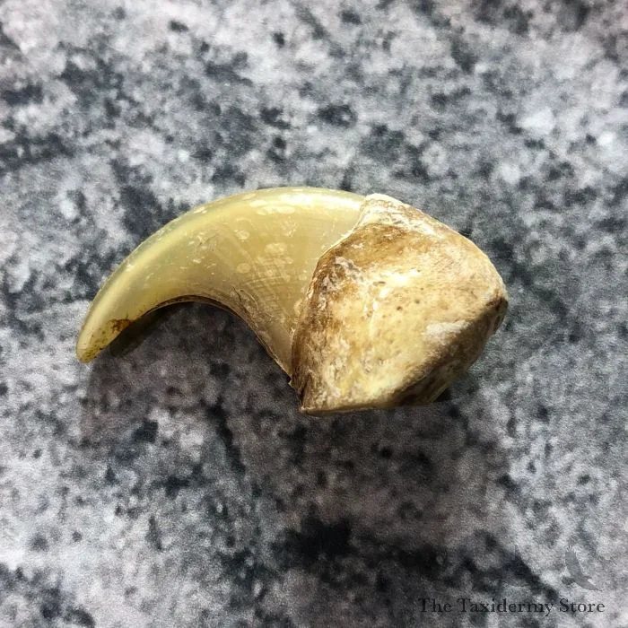 Mountain Lion Claw Taxidermy For Sale