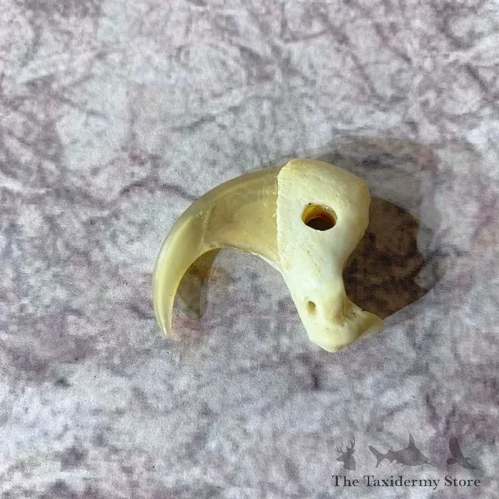 Mountain Lion Claw Taxidermy For Sale