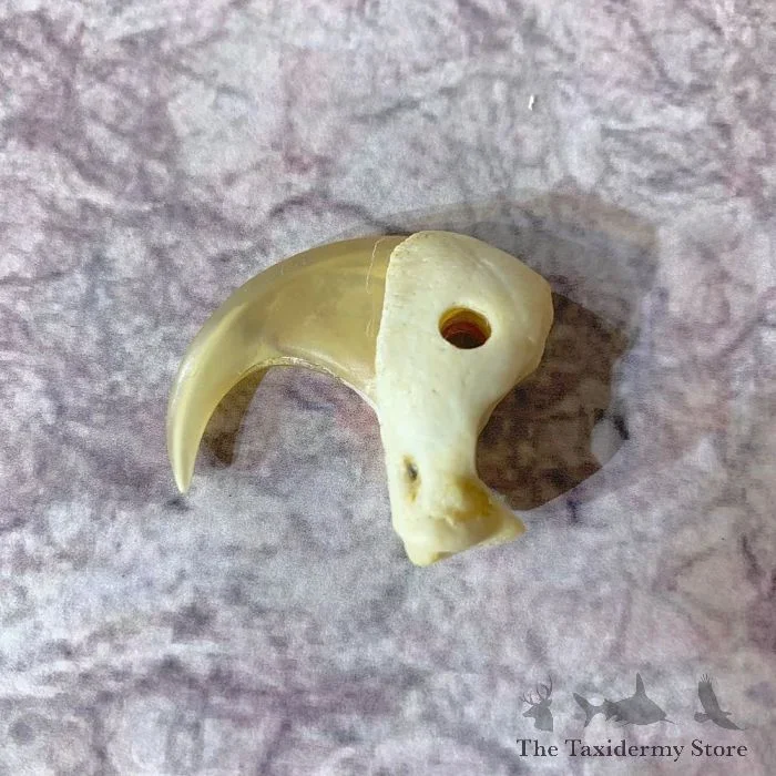 Mountain Lion Claw Taxidermy For Sale