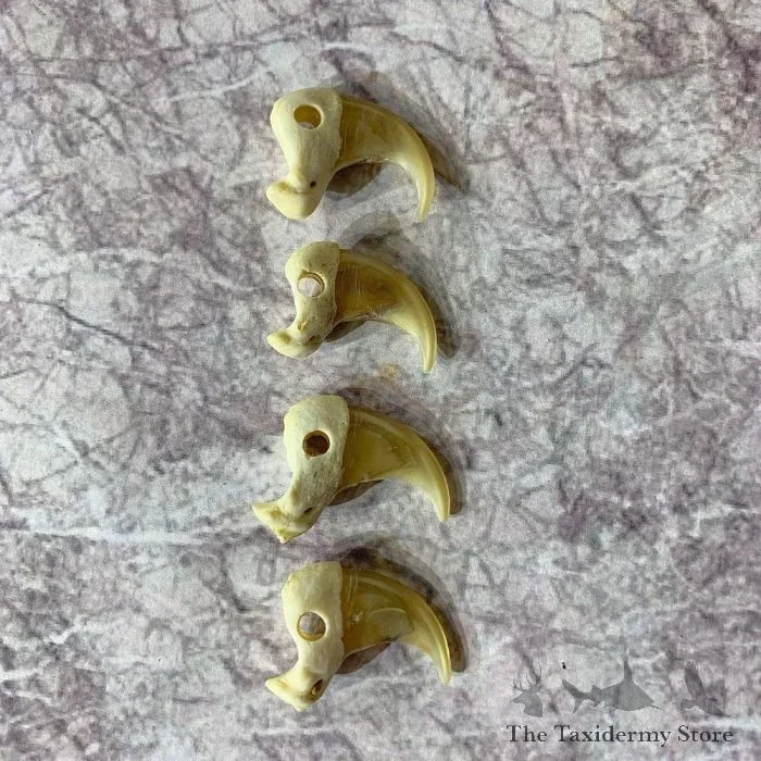 Mountain Lion Claws Taxidermy For Sale