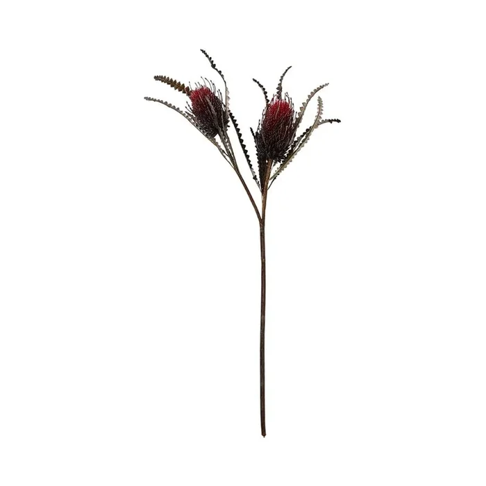 Native Banksia Burgundy Stem