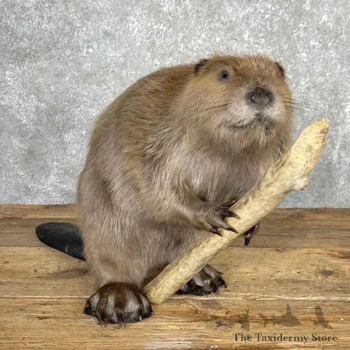 North American Beaver Taxidermy Mount For Sale