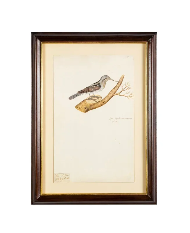 Offset Lithograph from “The Great Bird Book” by Olof Rudbeck The Younger