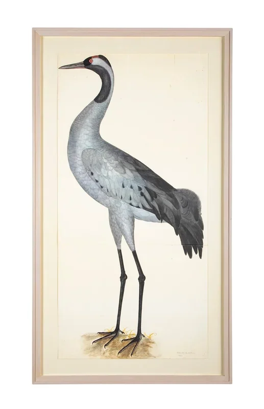 Offset Lithograph of “Common Crane, PL 2” from the “The Great Bird Book” by Olof Rudbeck The Younger