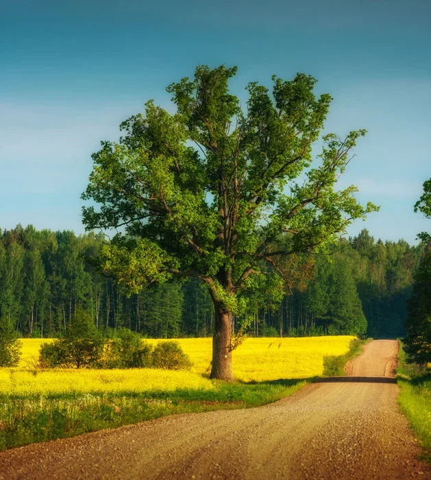 Past the old oak