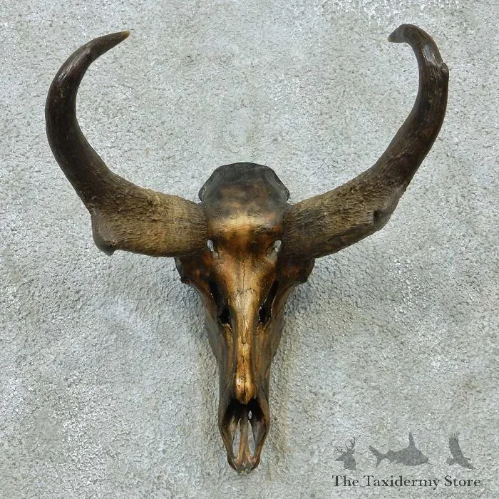 Pronghorn Skull European Taxidermy Mount For Sale