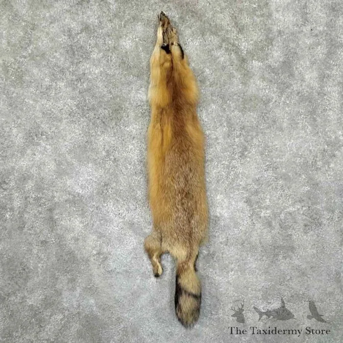 Red Fox Tanned Hide Taxidermy For Sale