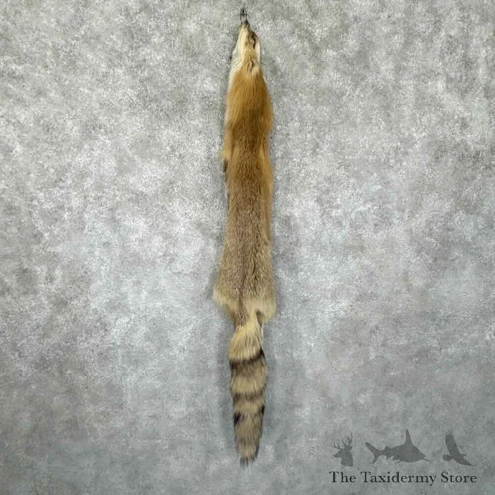 Red Fox Tanned Hide Taxidermy For Sale