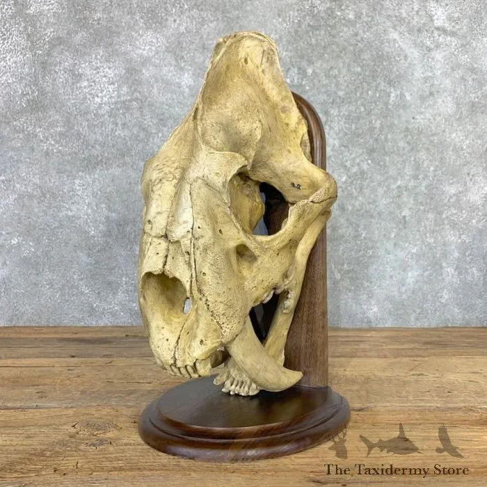 Reproduction Saber Tooth Tiger Full Skull For Sale