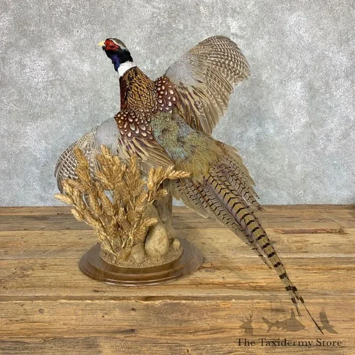Ringneck Pheasant Taxidermy Bird Mount For Sale