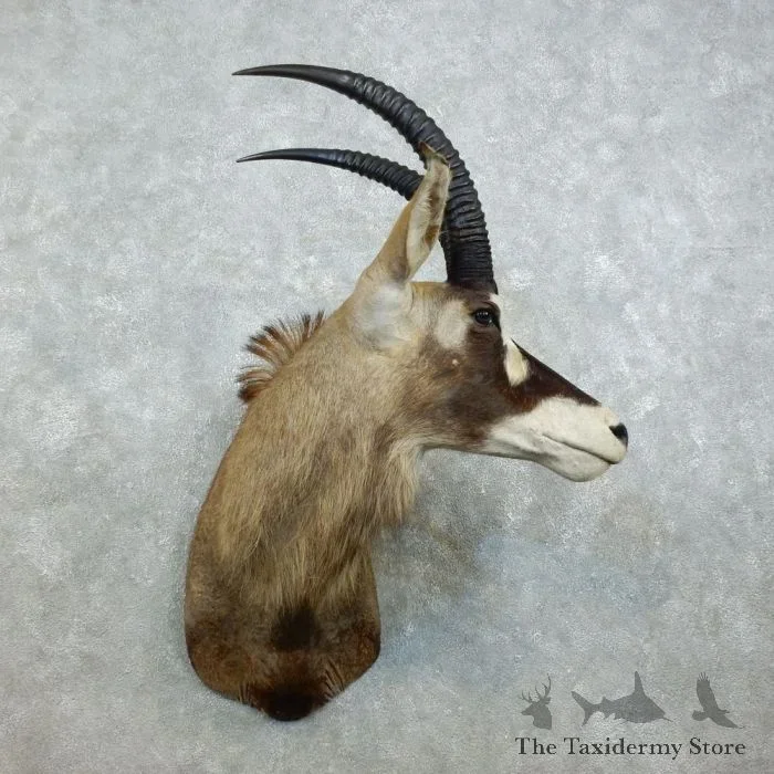 Roan Antelope Taxidermy Shoulder Mount For Sale
