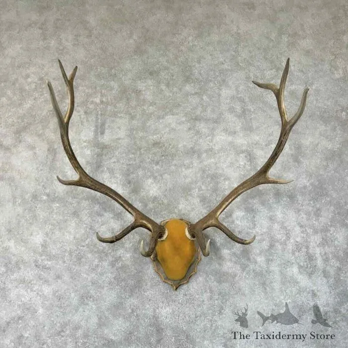 Rocky Mountain Elk Plaque Taxidermy Mount For Sale