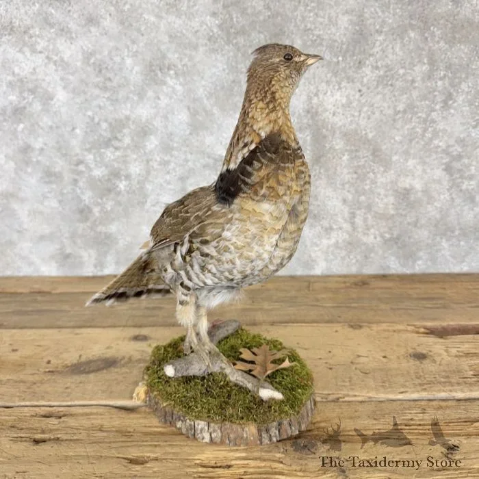 Ruffed Grouse Taxidermy Bird Mount For Sale