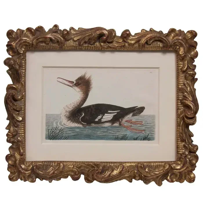 Shaw & Nodden Engraving of a Merganser