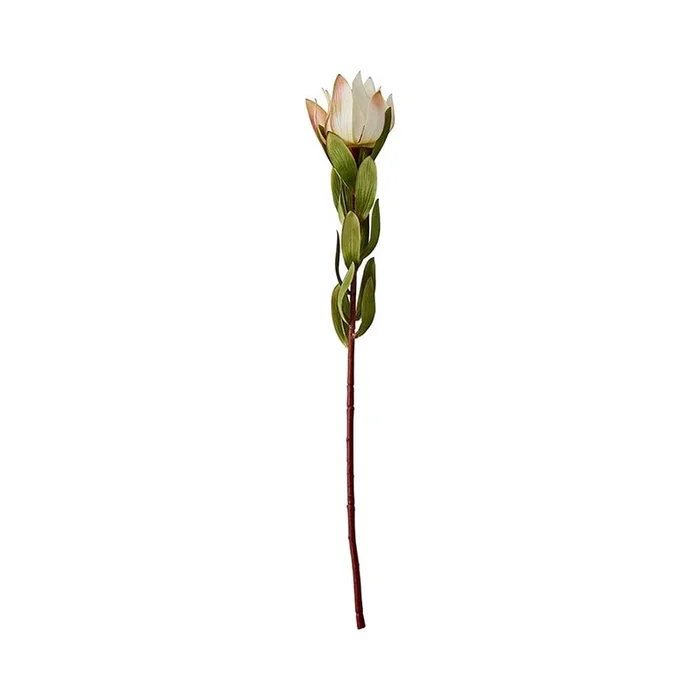 Spring Stems White Leucadendron