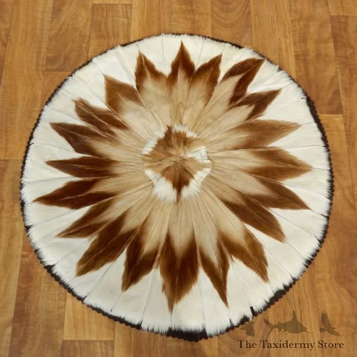 Springbok Hide Rug Taxidermy Mount For Sale