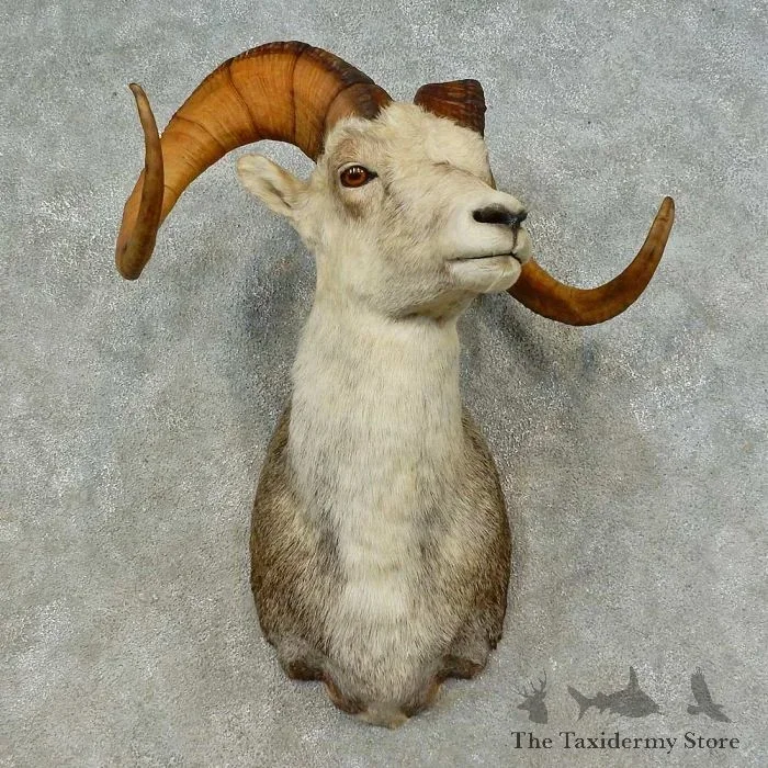 Stone Sheep Ram Head Taxidermy Shoulder Mount For Sale