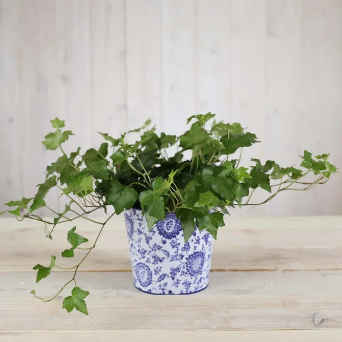 Stylish Garden Ivy