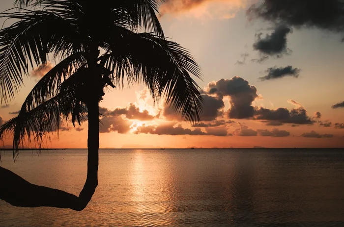 Sunset and palm