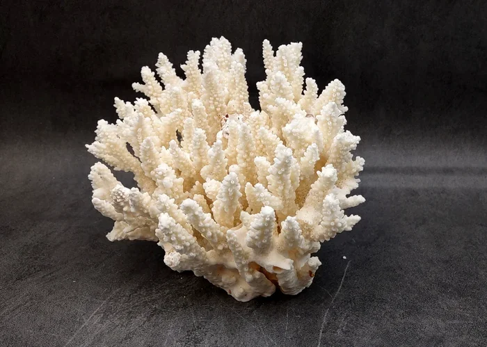 White Table Coral Cluster Large Centerpiece (1 coral 5.5L x 6.5H x 7D) Large White Table Coral for coastal home display decor & collecting!