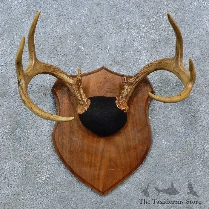 Whitetail Deer Antler Plaque Taxidermy Mount For Sale