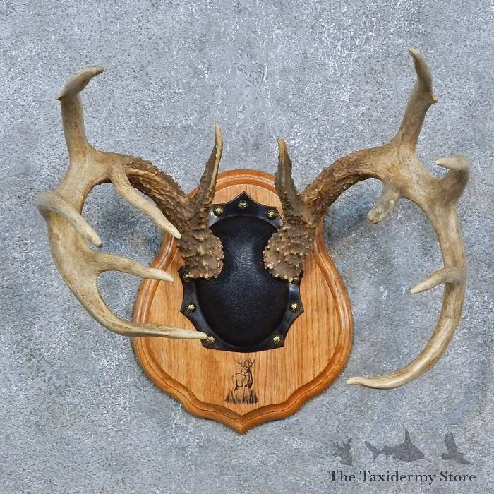 Whitetail Deer Antler Plaque Taxidermy Mount For Sale