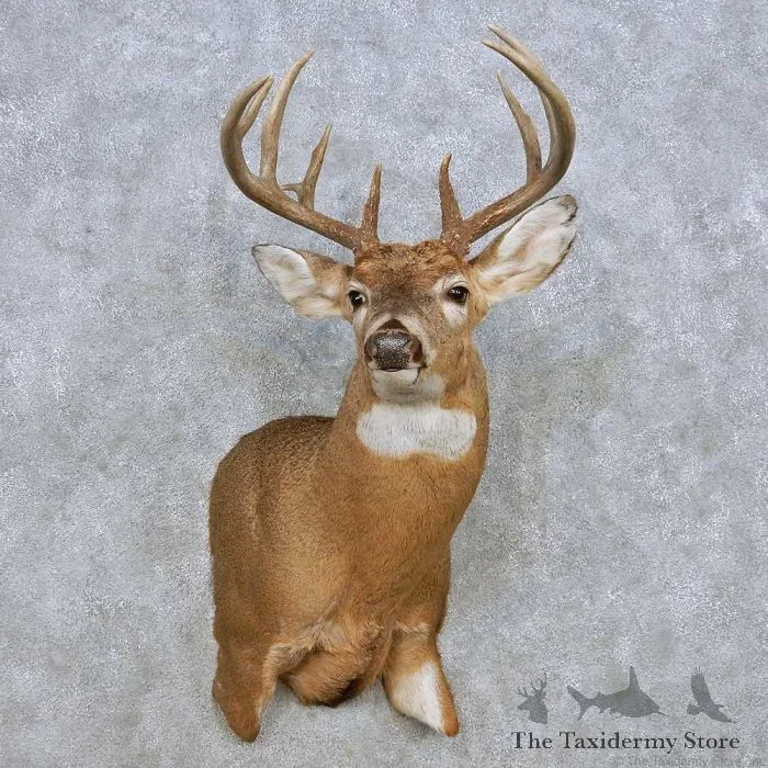 Whitetail Deer Shoulder Taxidermy Mount For Sale