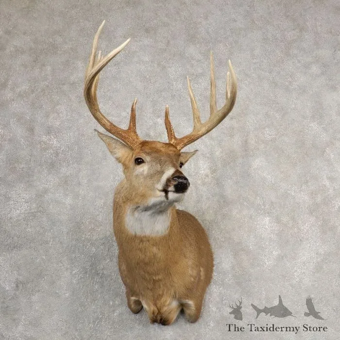 Whitetail Deer Shoulder Taxidermy Mount For Sale