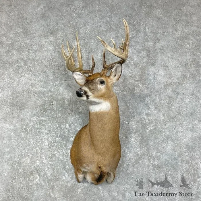 Whitetail Deer Shoulder Taxidermy Mount For Sale