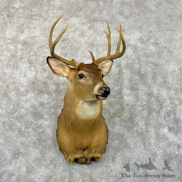 Whitetail Deer Shoulder Taxidermy Mount For Sale