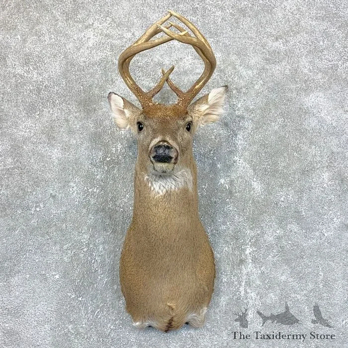 Whitetail Deer Shoulder Taxidermy Mount For Sale