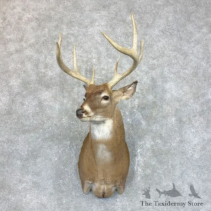 Whitetail Deer Shoulder Taxidermy Mount For Sale