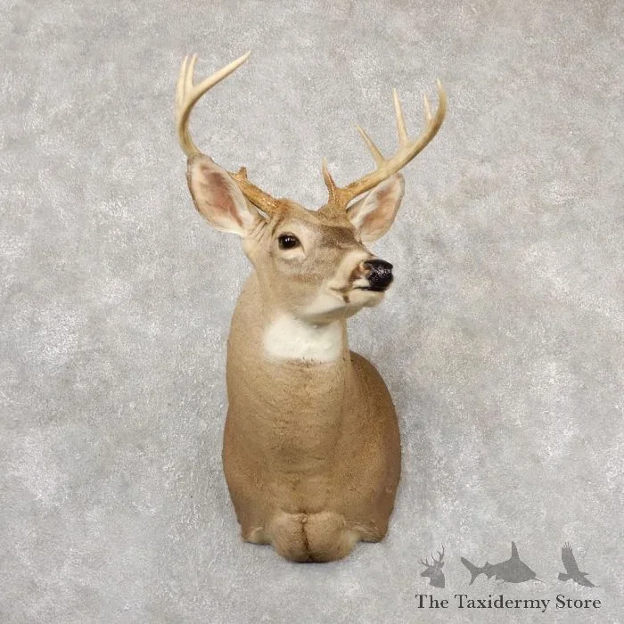Whitetail Deer Shoulder Taxidermy Mount For Sale