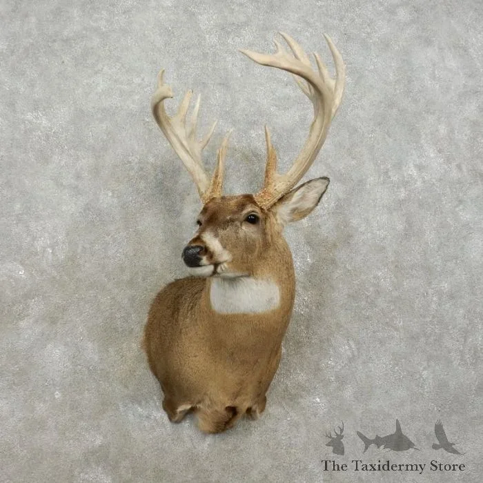 Whitetail Deer Shoulder Taxidermy Mount For Sale