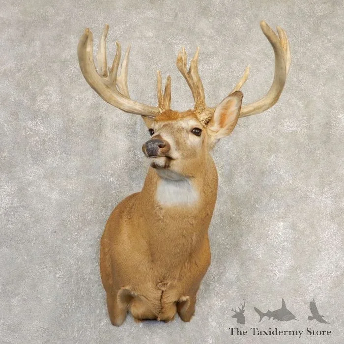 Whitetail Deer Shoulder Taxidermy Mount For Sale