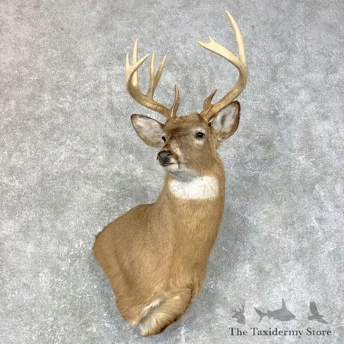 Whitetail Deer Shoulder Taxidermy Mount For Sale