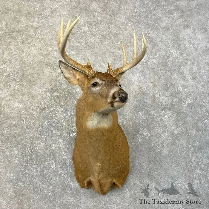 Whitetail Deer Shoulder Taxidermy Mount For Sale