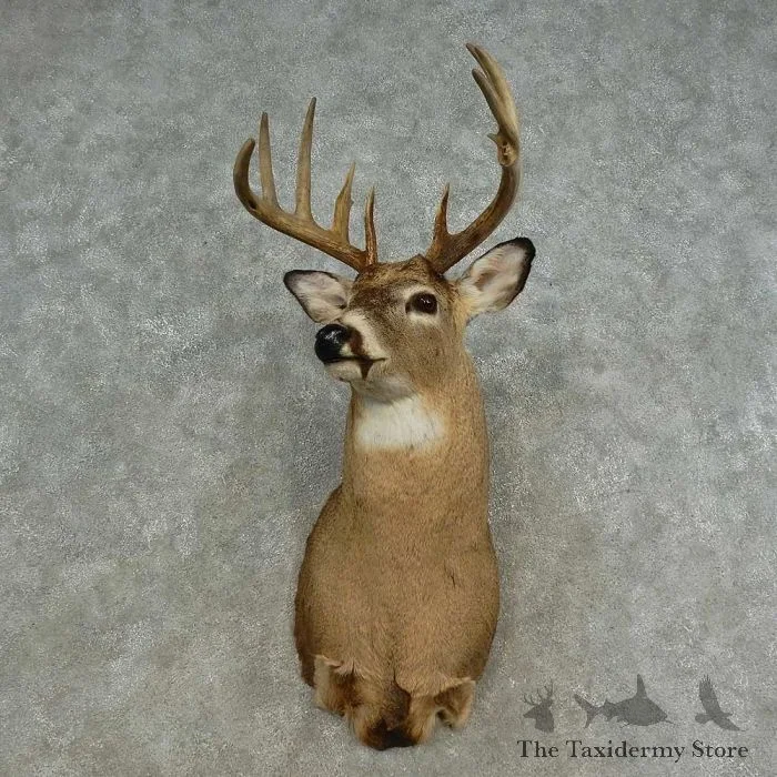 Whitetail Deer Shoulder Taxidermy Mount For Sale