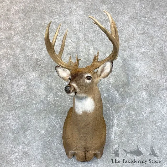 Whitetail Deer Shoulder Taxidermy Mount For Sale