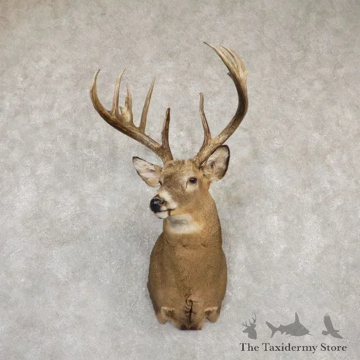 Whitetail Deer Shoulder Taxidermy Mount For Sale