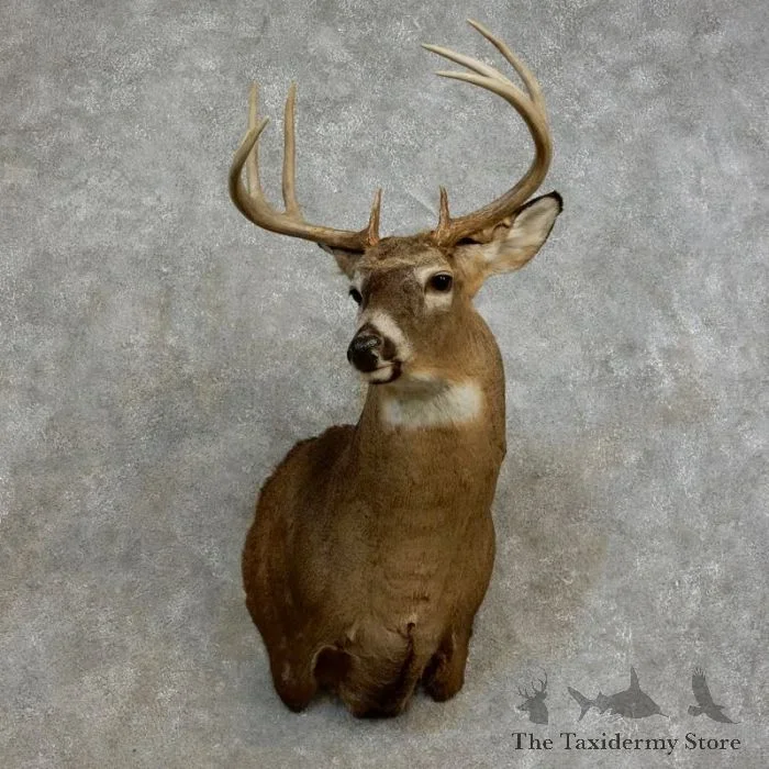 Whitetail Deer Shoulder Taxidermy Mount For Sale