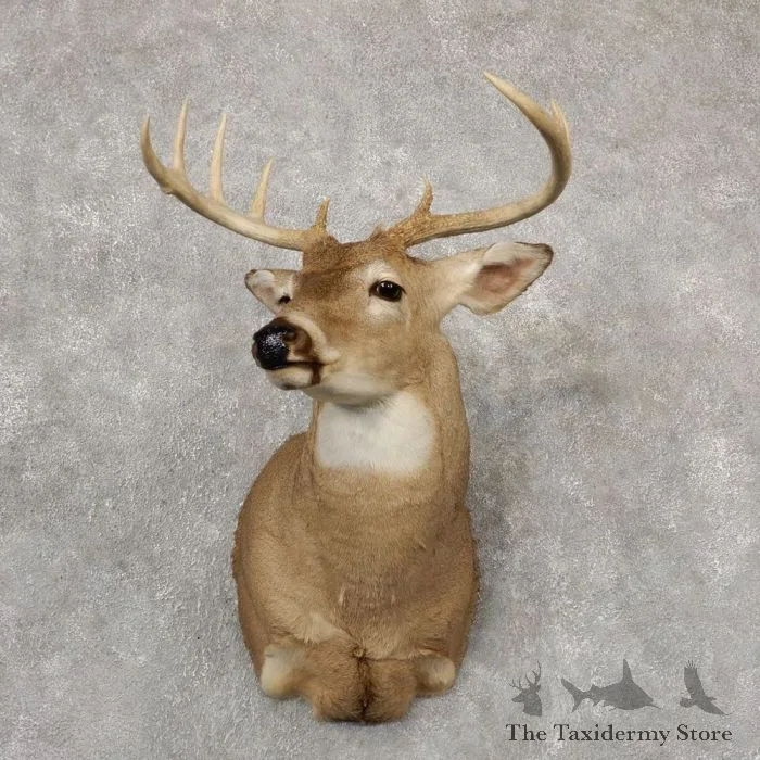 Whitetail Deer Shoulder Taxidermy Mount For Sale